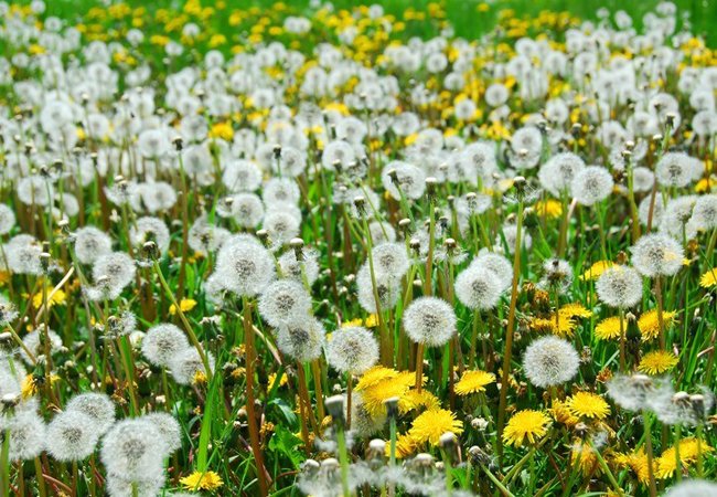 How to get rid of dandelions