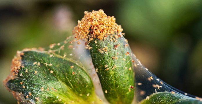 How to get rid of spider mites
